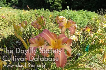 Daylily Begin the Beguine